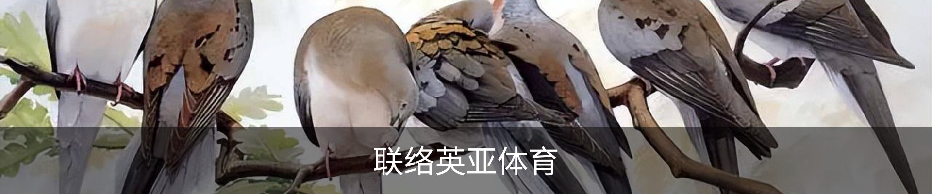 联络英亚体育